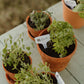 OSEZ+ : Marqueurs de fines herbes pour jardin